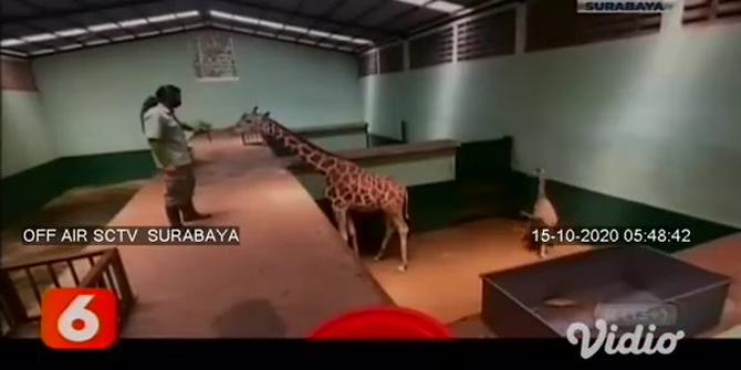 VIDEO: Lahir Ketika Pandemi, Bayi Jerapah Diberi Nama Corona di Taman Safari Prigen
