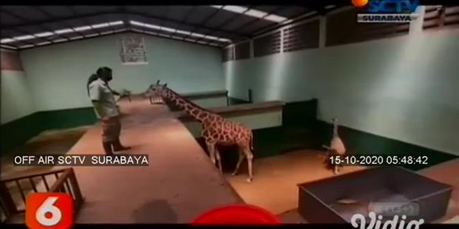 VIDEO: Lahir Ketika Pandemi, Bayi Jerapah Diberi Nama Corona di Taman Safari Prigen