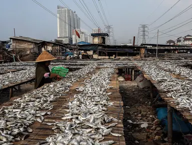 Pekerja menjemur ikan asin di kawasan Kampung Nelayan Muara Angke, Jakarta, Kamis (3/6/2021). Realisasi anggaran pemulihan ekonomi nasional (PEN) hingga 21 Mei 2021 mencapai Rp 183,98 triliun atau 26,3 persen dari total pagu anggaran sebesar Rp 699,43 triliun. (Liputan6.com/Johan Tallo)