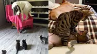 Potret kucing berkelahi dengan anjing (Sumber: boredpanda)