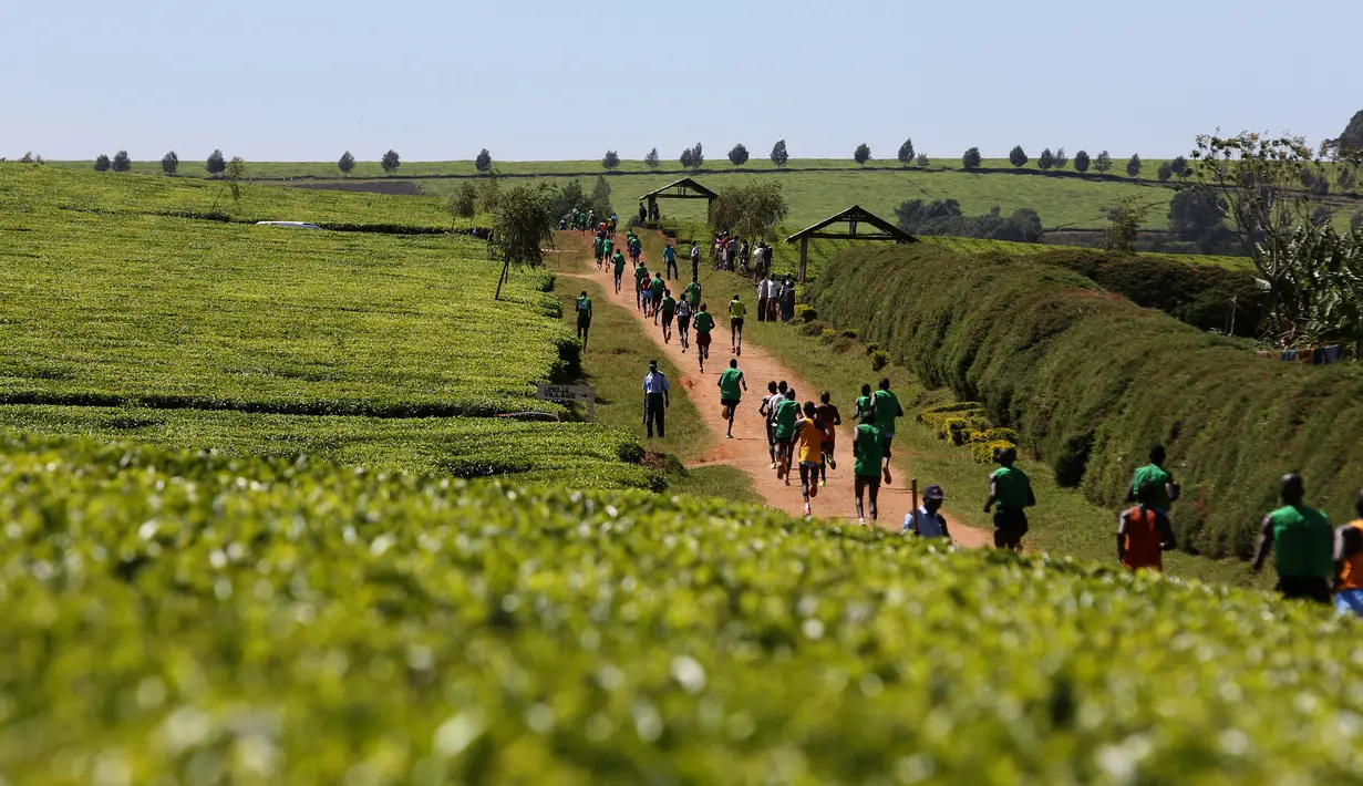 Sejumlah atlet berlatih lari melintasi perkebunan teh pada pagi hari di dekat Iten Home Champions di kota Eldoret, Kenya barat, (20/3). Iten Home dikenal sebagai tempat yang melahirkan atlet lari dunia. (REUTERS/ Siegfried Modola)