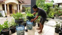 TOP 3: Tips Bikin Aquaponik di Galon Bekas Anti Bau hingga Cara Manfaatkan Thinwall Bekas