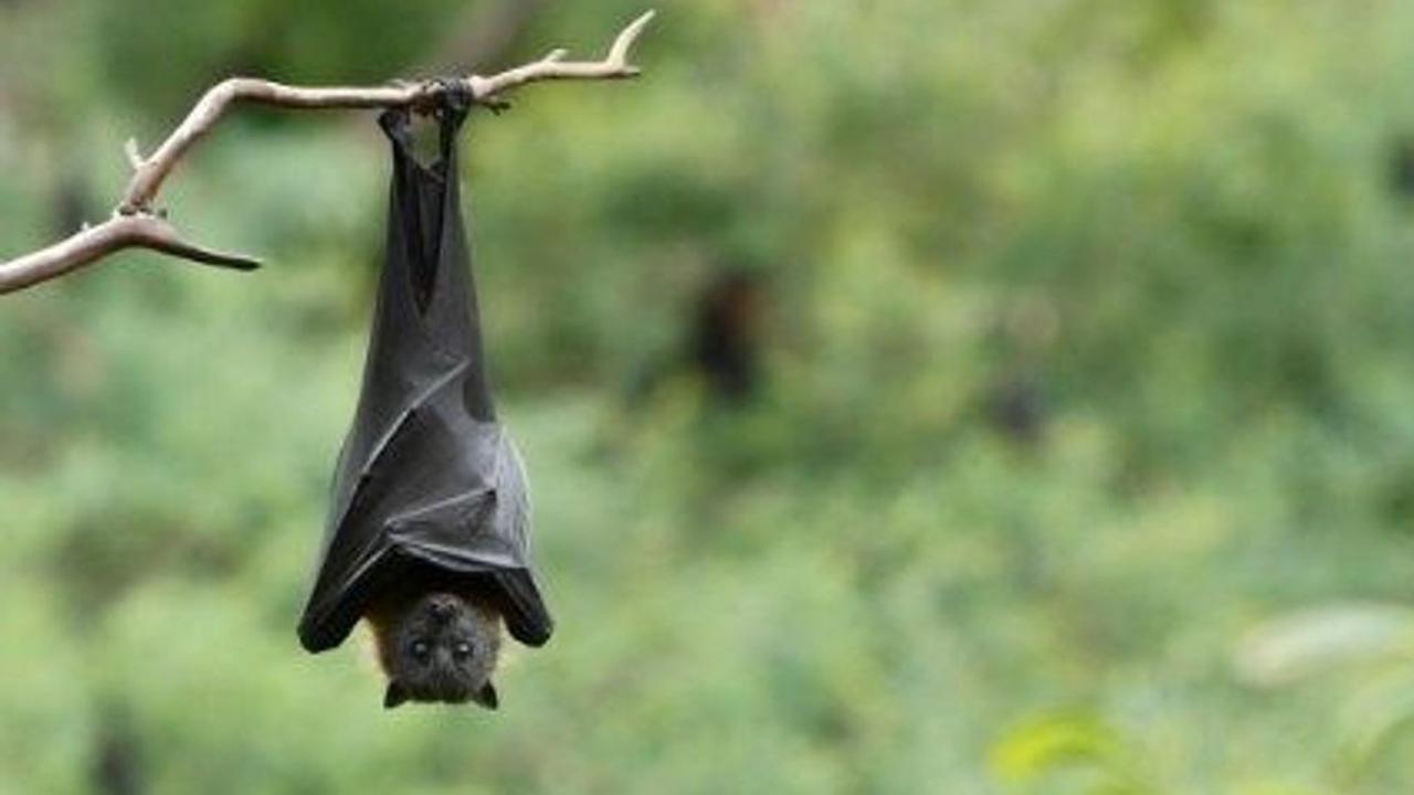 <b>Cara Mencegah Penularan Virus Nipah</b><br>