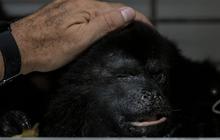 FOTO: Nestapa Puluhan Monyet Howler Langka di Meksiko Mati 'Terpanggang' Cuaca Panas