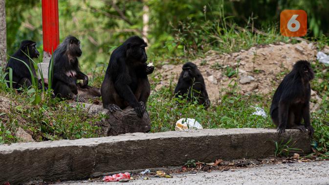 Kawanan Monyet Hitam Sulawesi Tengah (Macaca tonkeana) sedang berkeliaran di jalan trans Palu - Parimo menunggu diberi makanan oleh warga yang melintas. (Foto: Liputan6.com/ Heri Susanto).
