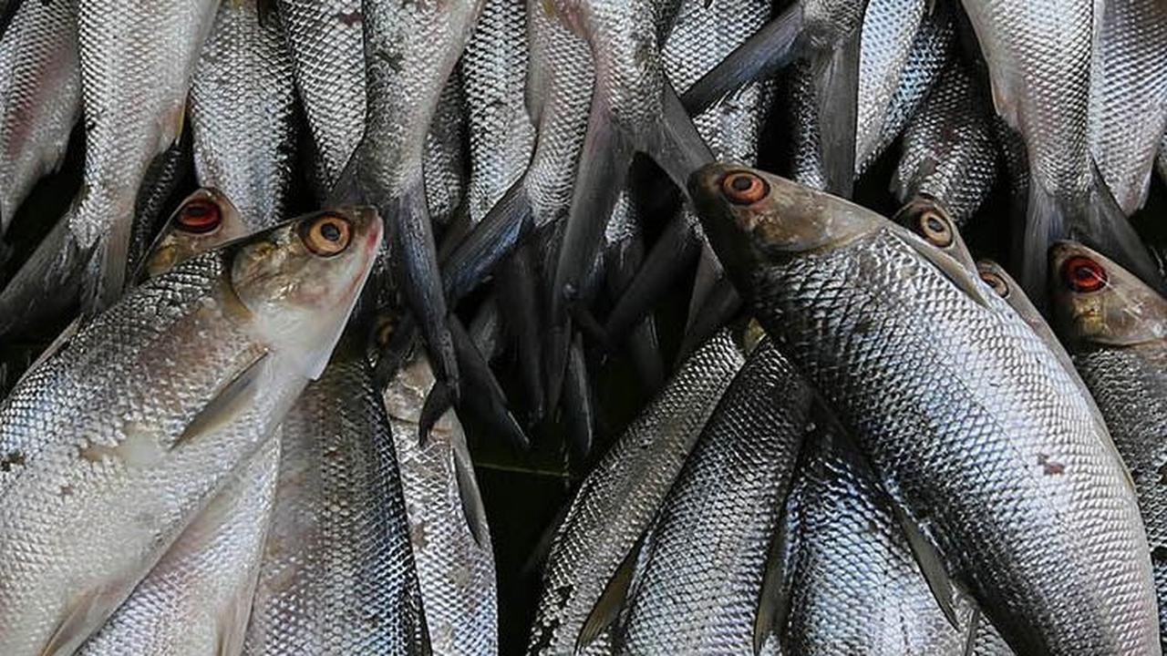 FOTO: Inilah Makna Ikan Bandeng yang Jadi Sajian Wajib di Perayaan Imlek