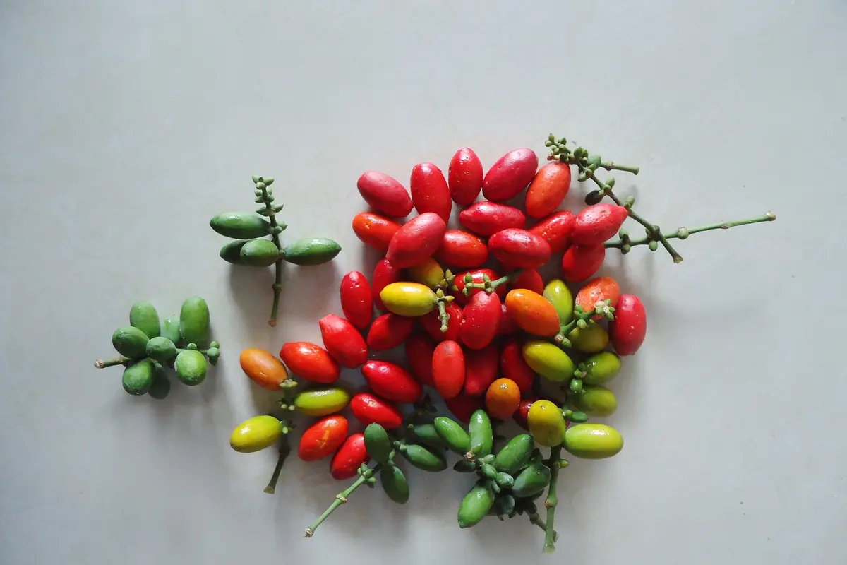 Manfaat Kulit Melinjo Untuk Kesehatan Tubuh (Sumber: Pixabay)