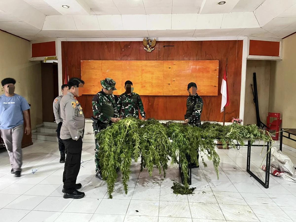 Ladang Ganja Berisi 226 Batang Ditemukan