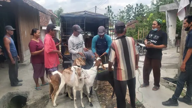 Kambing bantuan Wakil Gubernur Jawa Tengah Taj Yasin saat diterima peternak di Desa Sugihmanik, Kecamatan Tanggunfharjo, Kabupaten Grobogan. (Foto: Liputan6.com/Felek Wahyu)