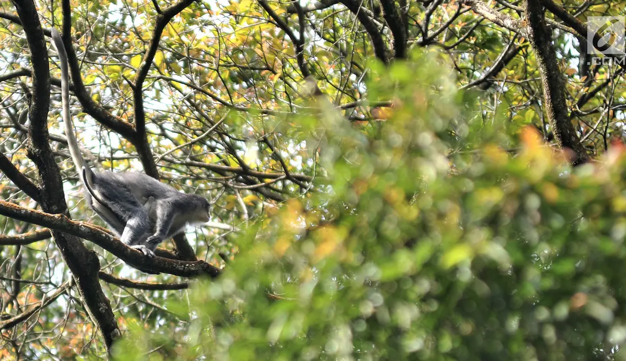Induk monyet Surili menggendong anaknya saat mencari makan di pepohonan Taman Nasional Gunung Halimun Salak (TNGHS), Jawa Barat, Sabtu (5/1). Panjang Surili berkisar antara 430-600 mm. (Merdeka.com/Iqbal Nugroho)