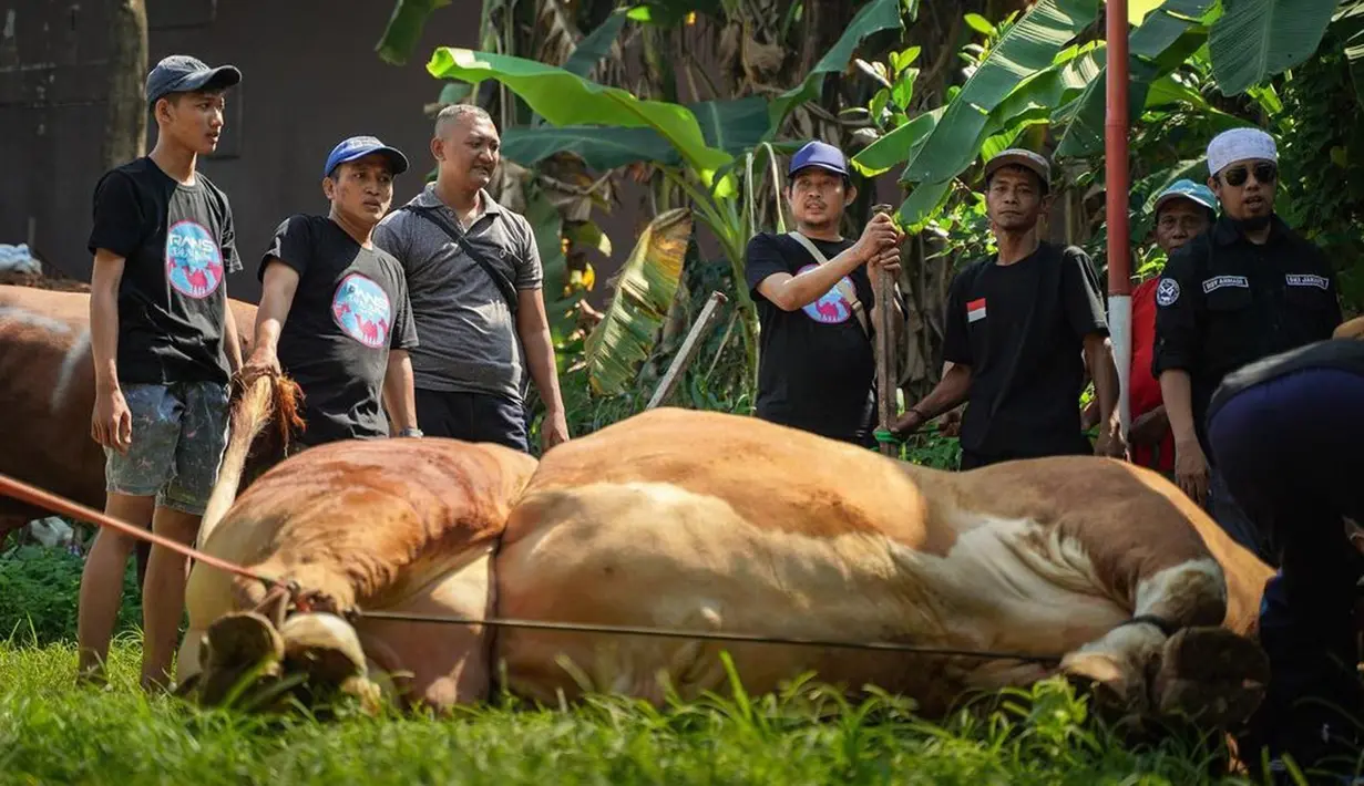 <p>Sapi kurban Raffi Ahmad dan Nagita Slavina untuk Idul Adha tahun ini bikin orang-orang kagum. Semoga setelah dikurbankan bisa bermanfaat untuk banyak orang, ya!&nbsp;(Instagram/raffinagita1717)</p>