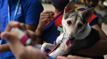 Seorang dokter hewan bersiap untuk menyuntik seekor anjing dengan dosis vaksin antirabies pada kesempatan Hari Rabies Sedunia di Rumah Sakit Universitas Hewan Tamil Nadu, Chennai, Rabu (29/9/2021). Hari Rabies Sedunia diselenggarakan pada tanggal 28 September setiap tahun. (Arun SANKAR/AFP)