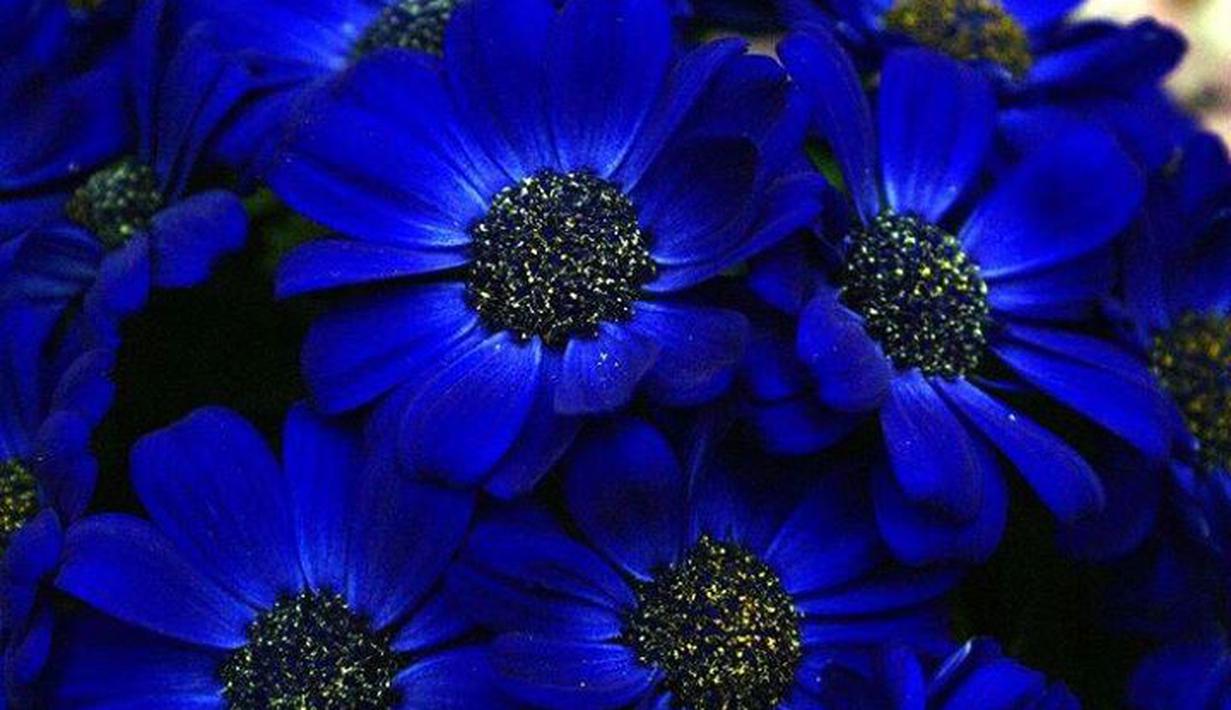 bunga Wallpaper  Bunga Biru  Muda 
