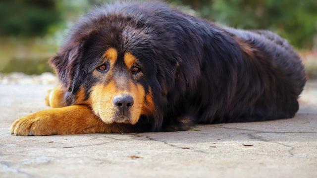 Tibetan Mastiff