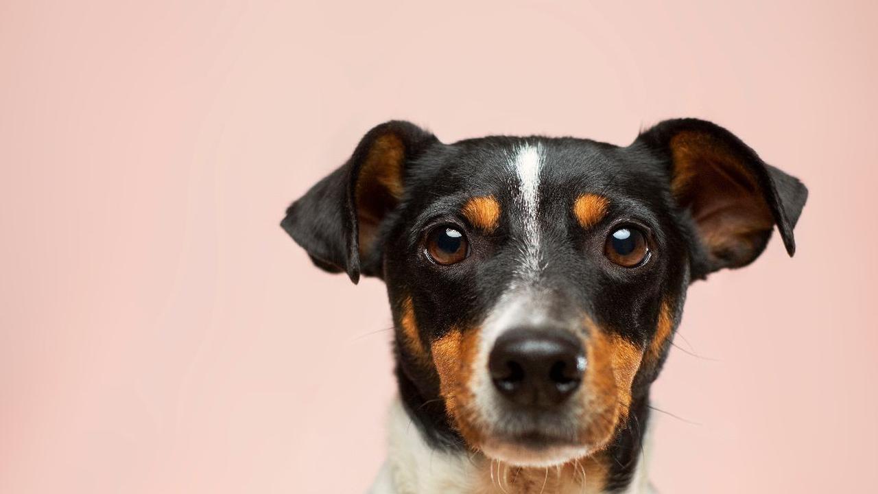 Ilmuwan Ini Tak Punya Tujuan Jelas Lakukan Eksperimen Buat Anjing Berkepala Dua, Begini Hasilnya