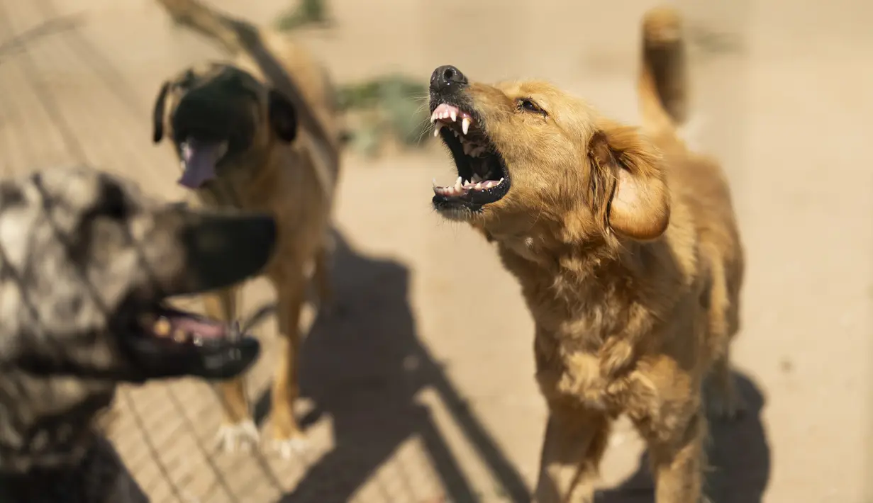 Meskipun banyak dari mereka yang jinak, namun semakin banyak anjing yang terlihat berkeliaran dalam kelompok dan banyak orang yang diserang. (AP Photo/Francisco Seco)