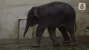 Bayi gajah Sumatera (Sumatran elephant) saat berada dalam kandangnya di Taman Safari Indonesia Cisarua, Bogor, Jawa Barat, Rabu (13/5/2020). Bayi gajah jantan bernama Covid itu hasil perkawinan gajah Sumatera, Nina dan Kodir. (merdeka.com/Imam Buhori)
