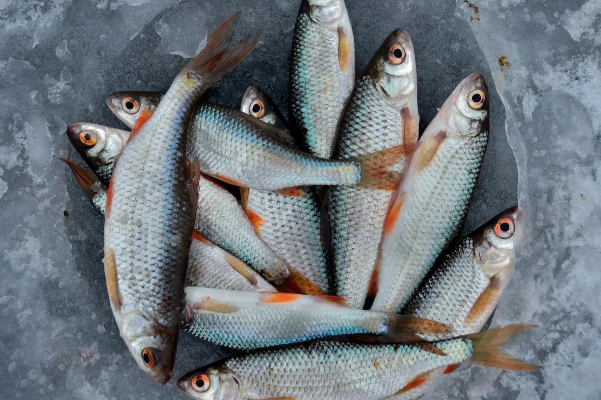 Tips Praktis Hilangkan Bau Amis Ikan dengan Bahan Dapur Sederhana