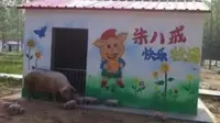 Di desa ini, para babi memiliki rumah mungil yang dilengkapi CCTV