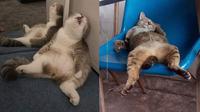 Pose Menggemaskan Kucing Saat Tidur Nyenyak Ini Kocak Banget (sumber:Facebook/Kementrian Humor Indonesia)
