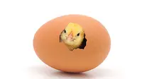 Ilustrasi ayam dan telur. (Aliaco.com)