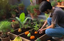 Buah dan Sayur yang Bisa Ditanam Sendiri di Kebun Kecil Pekarangan Rumah