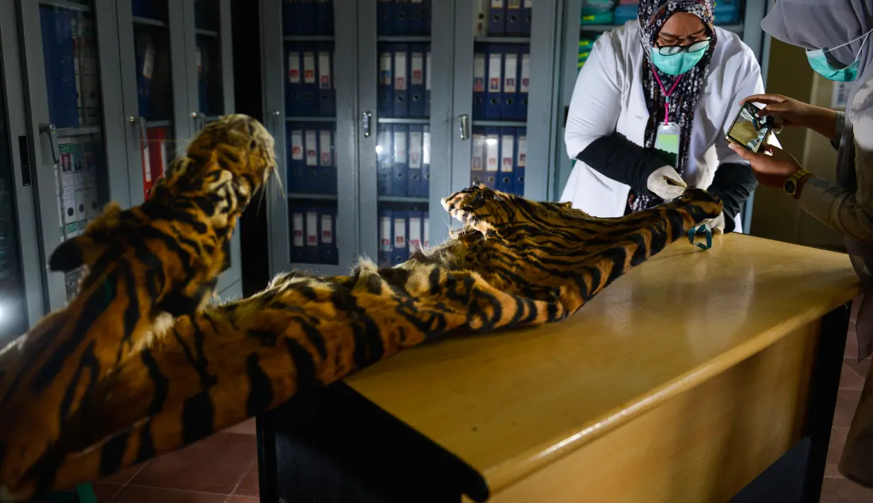 Seorang petugas konservasi satwa liar memeriksa kulit harimau Sumatra hasil sitaan dari pemburu di Banda Aceh, Aceh, Rabu (12/12). Kulit harimau Sumatra yang berjenis kelamin jantan tersebut diperkirakan berusia 30 tahun. (CHAIDEER MAHYUDDIN/AFP)