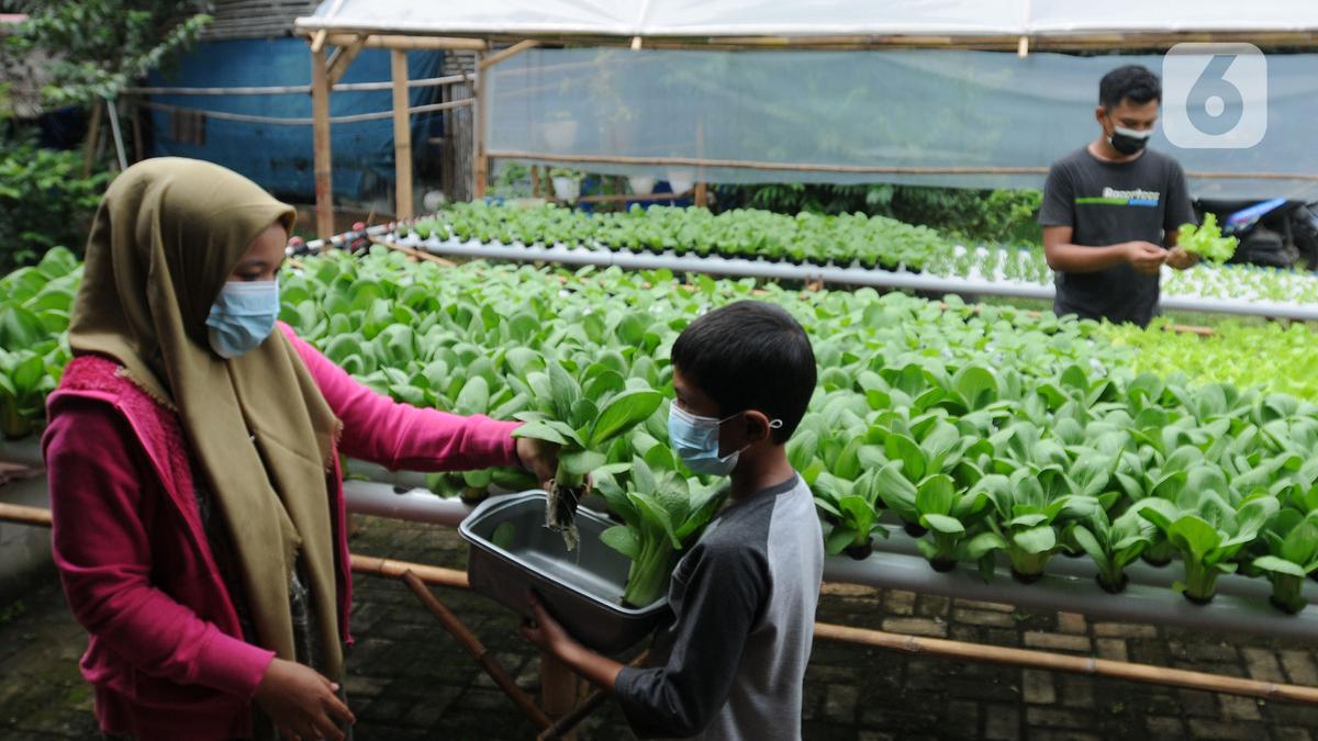 10 Jenis Sayur Hidroponik yang Cepat Panen dan Paling Laris, Siap Jual Umur 3 Minggu
