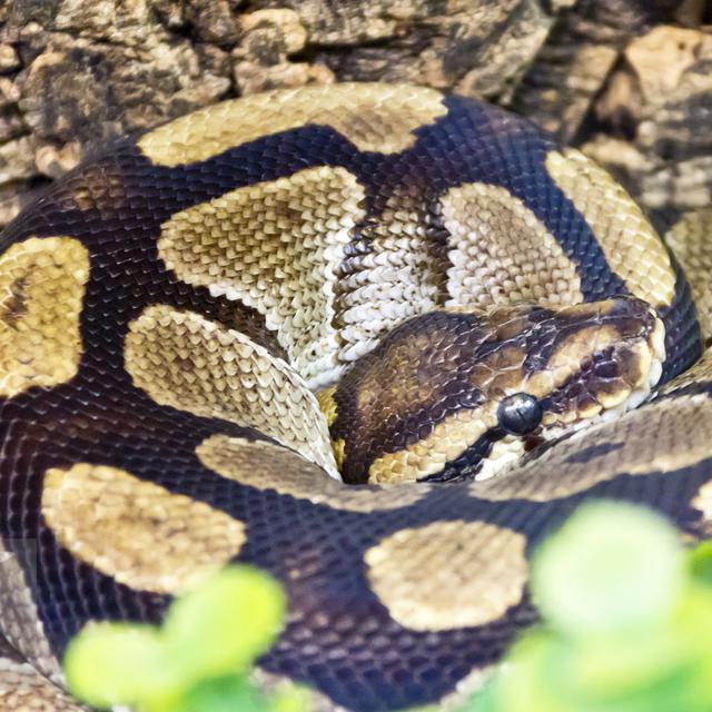 Jangan Takut Ini 4 Jurus Jitu Lepas Dari Lilitan Ular Piton