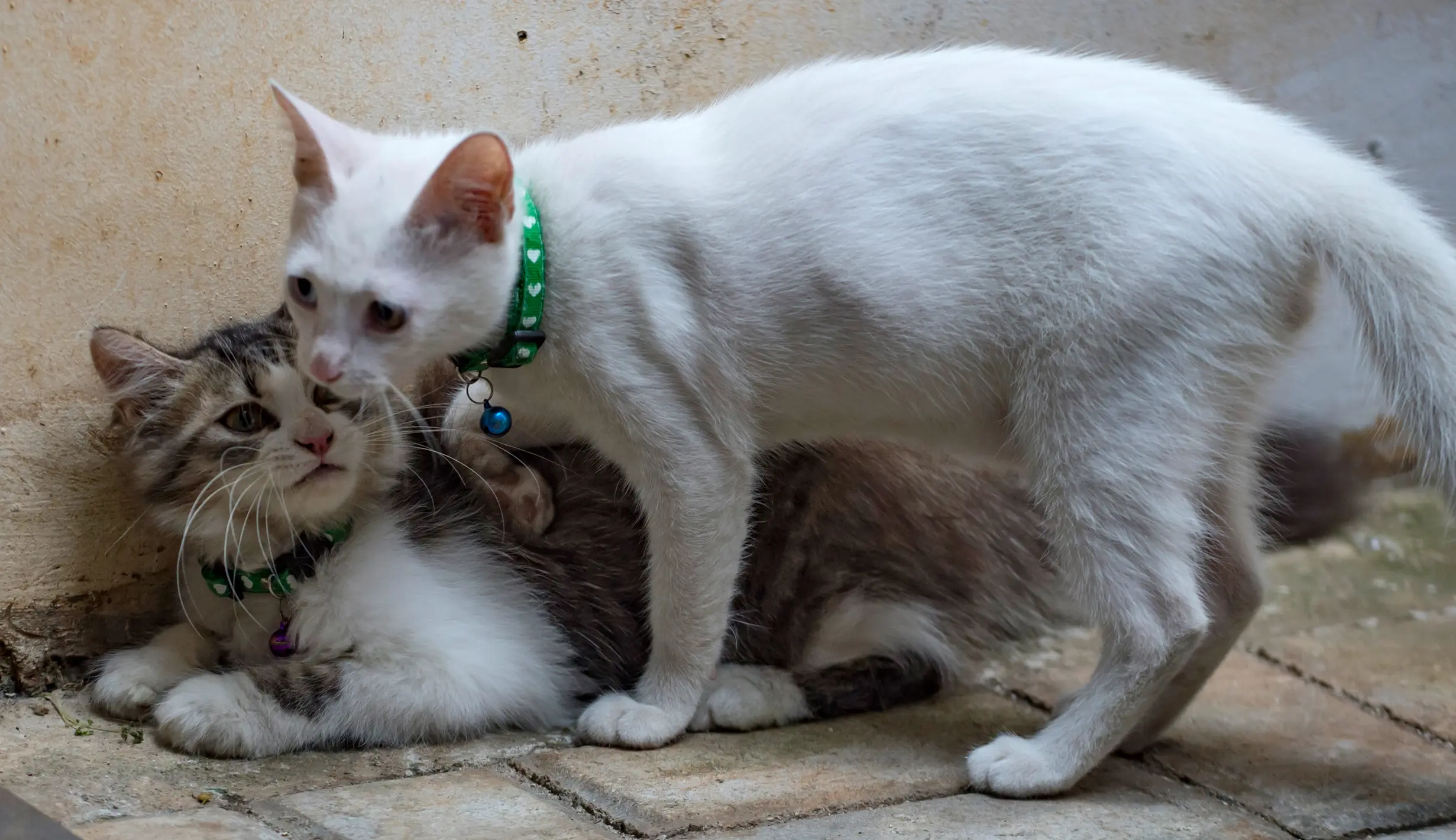 FOTO: Yuk, Mengenal Hari Kucing Sedunia - Foto Liputan6.com