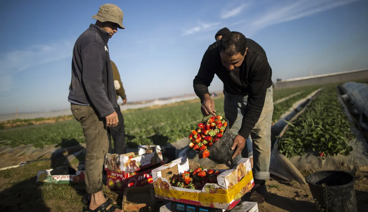 Para petani Palestina mengumpulkan buah stroberi yang selesai dipanen di sebuah lapangan di Beit Lahia, Jalur Gaza, 4 Desember 2016. Menanam stroberi menjadi andalan warga Palestina untuk bertahan di tengah bombardir Israel. (MAHMUD HAMS/AFP)
