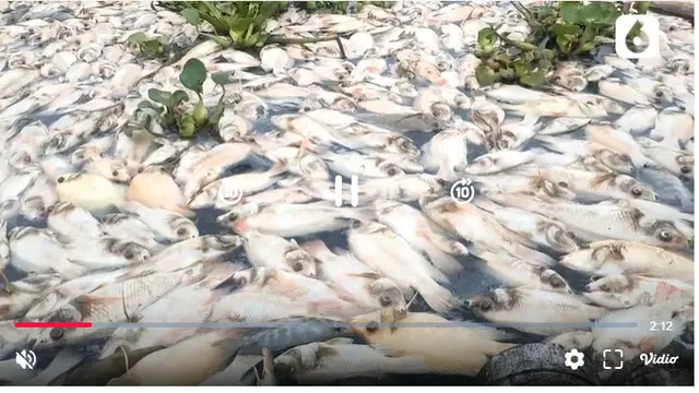 Puluhan Ton Ikan di Boyolali Mati Mendadak