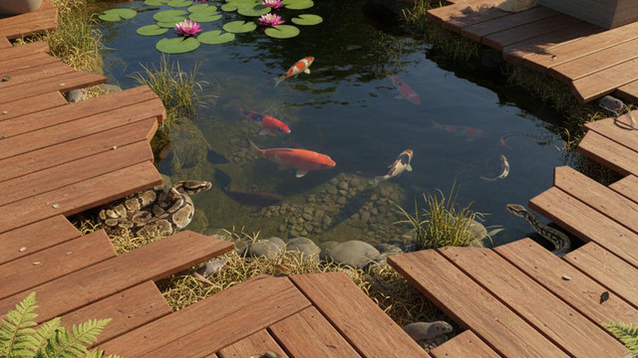 Desain Kolam Ikan yang Terlihat Aman Ini Justru Menarik Ular