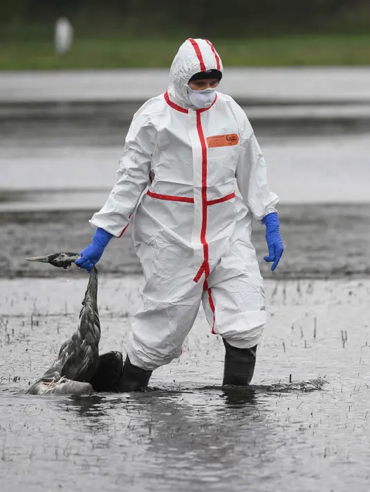 Seorang sukarelawan membantu membawa seekor burung bangau yang diduga mati karena flu burung di sebuah ladang dekat Linum, Jerman, pada 24 Oktober 2025. (RALF HIRSCHBERGER/AFP)