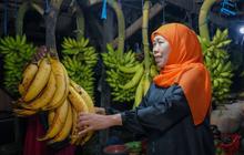 Fakta Unik Pisang Agung Lumajang: Gubernur Khofifah Borong Buah Khas Hingga 30 Cm Ini di Pasar Ranuyoso