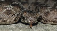 Ilustrasi ular berbisa. (Sumber The Alistair Reid Venom Research Unit at Liverpool School of Tropical Medicine)