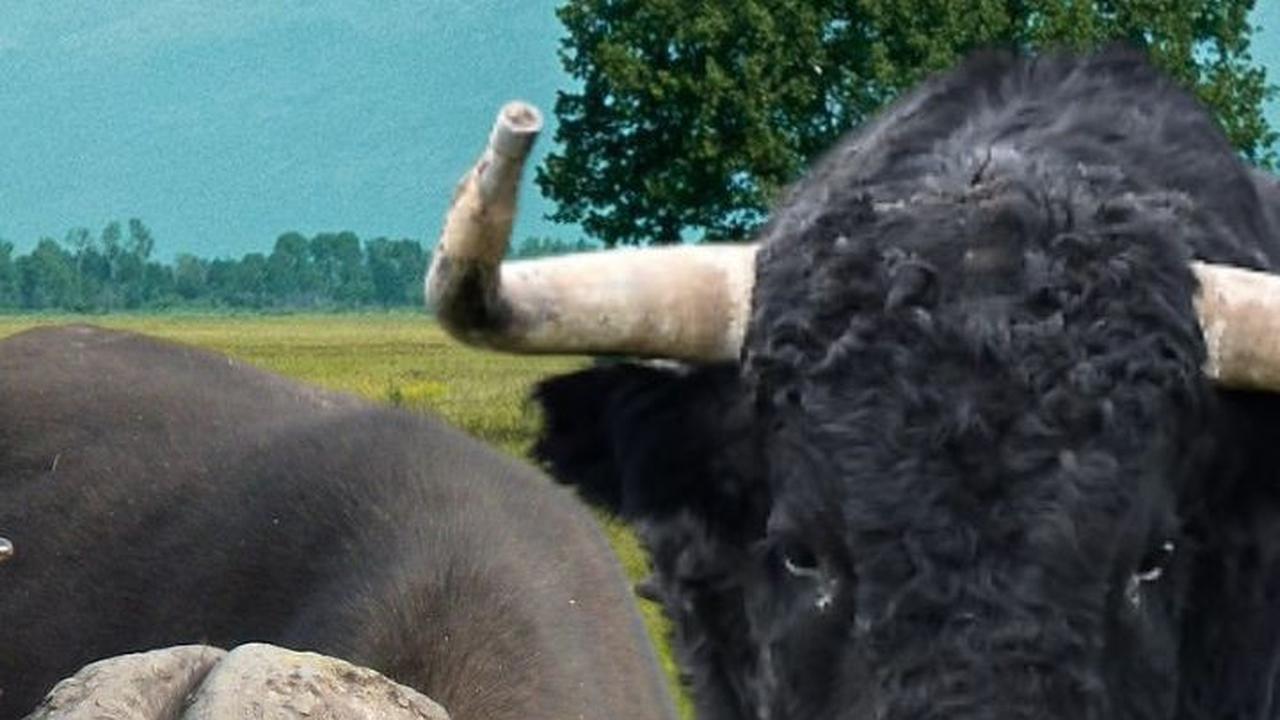 Serupa tapi Tak Sama, Ini Perbedaan Sapi, Kerbau, dan Banteng
