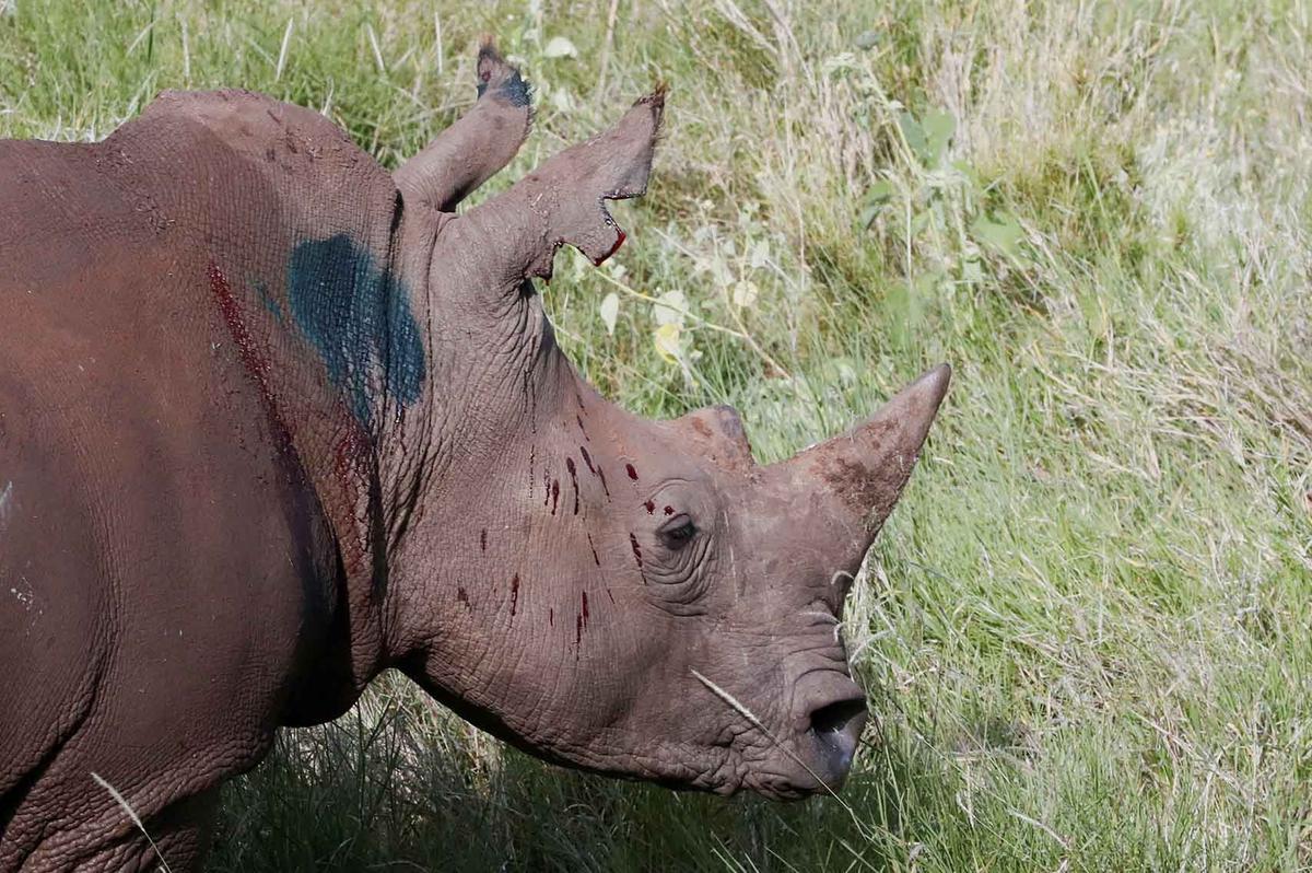 FOTO:  Melihat Penandaan Telinga Badak di Kawasan Konservasi Margasatwa Lewa Kenya