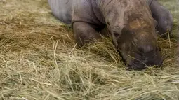 Seekor bayi badak bernama Mosl, dan induknya, Tala, di kandang mereka di taman zoologi Amneville, di Amneville, Prancis timur, pada 15 Oktober 2021. Bayi badak jantan seberat 50 kg yang lahir pada 6 Oktober dari program konservasi untuk spesies tersebut. (JEAN-CHRISTOPHE VERHAEGEN / AFP)