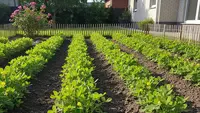 10 Tips Menanam Kacang Tanah Sendiri di Rumah untuk Pemula