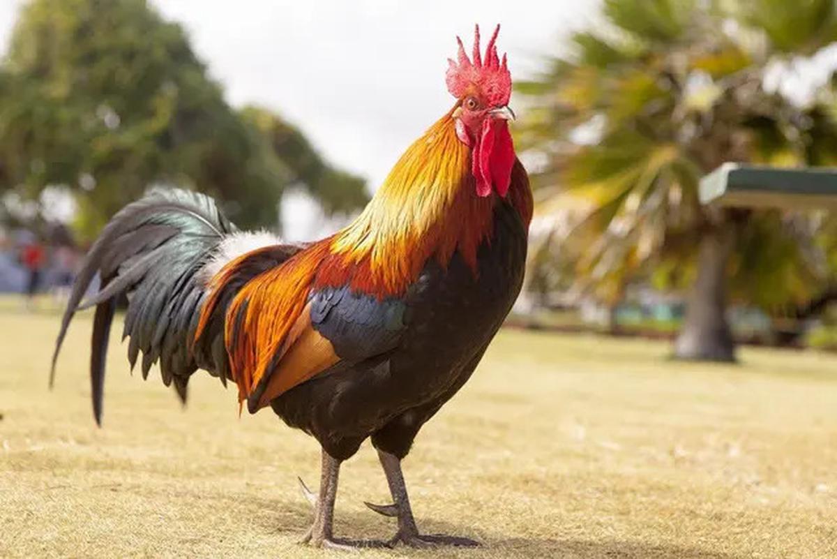 11 Hewan yang Ditakuti Ular, Bisa Jadi Penangkal Alami di Rumah
