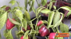 Citizen6: Paprika yang sudah berbunga dipindahkan ke dalam pot hingga menjadi tanaman paprika yang siap panen. (Pengirim: Subagya W)