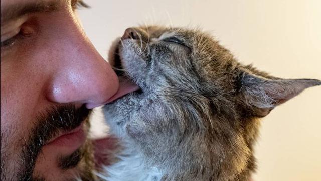 Lil Bub, Kucing Disabilitas Populer Mati dalam Tidur