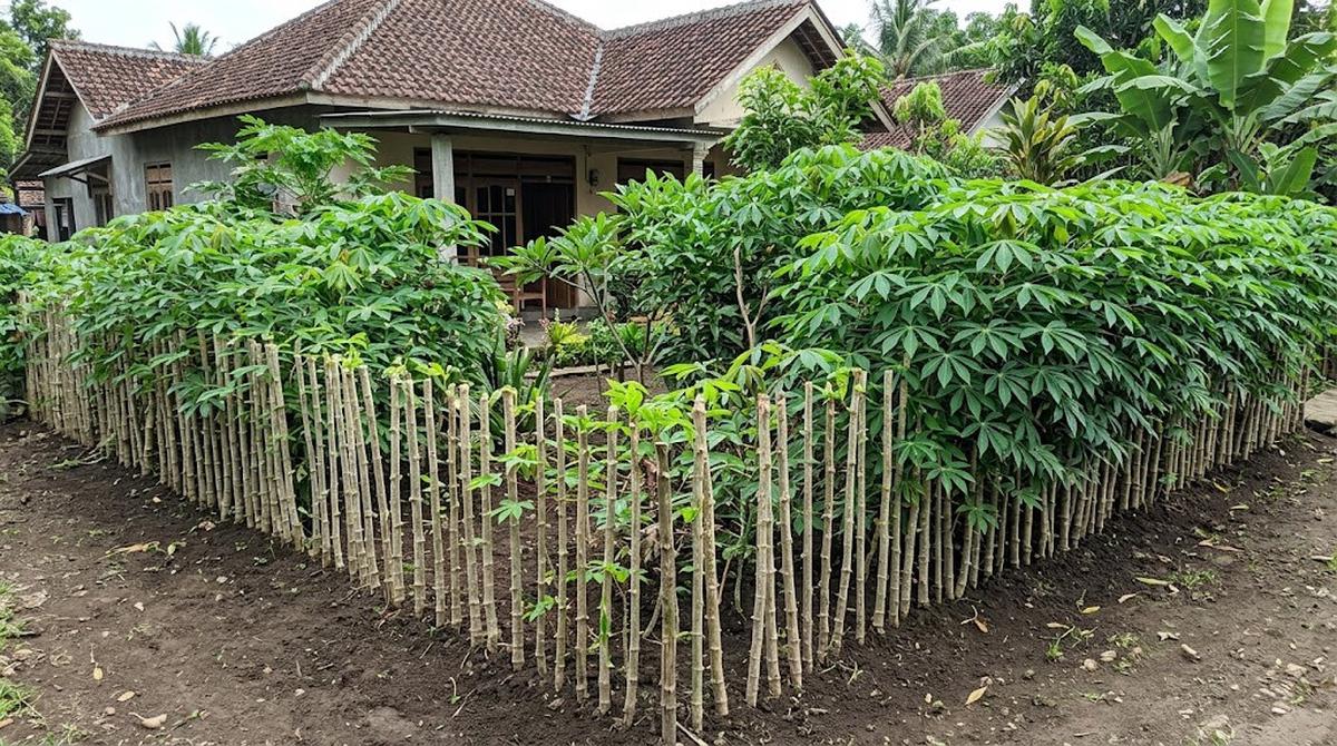 Pagar Hidup Rapat dari Tanaman Singkong