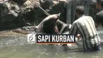 Seekor sapi kaget dan melompat ke sungai saat akan dibawa untuk kurban di Musala At-Taqwa di Simarang. Sapi melompat dari mobil yang membawanya karena kaget sejumlah anak berteriak. Petugas Damkar dan warga butuh waktu 3 jam mengevakuasi sapi.