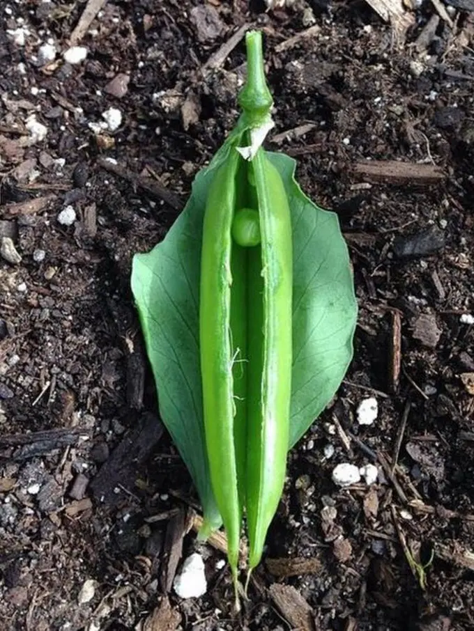 Dukung Feminisme, Dua Cewek Ini Buat Instagram Bertema Vagina