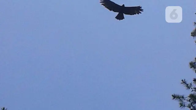 kragilan