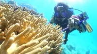 Antam UBP Nikel Maluku Utara melakukan kegiatan restorasi terumbu karang dan lamun, membuat sign board di titik-titik krusial biota laut, dan melakukan monitoring evaluasi keanekaragaman hayati secara berkala/Istimewa.