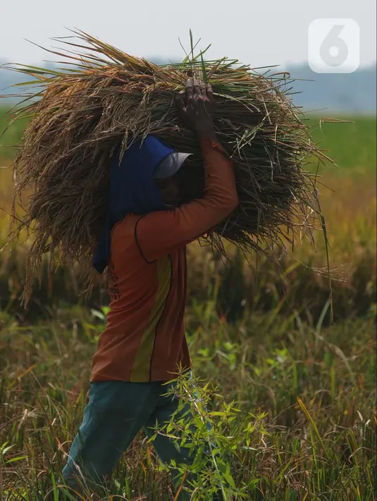 Badan Pangan Nasional (Bapanas) menaikkan harga pembelian pemerintah (HPP) gabah kering panen (GKP) dari Rp5.000 menjadi Rp6.000 per kg. (merdeka.com/Imam Buhori)