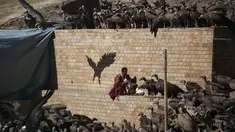 Biksu berdoa disekitar pemakaman yang dikelilingi Burung bangkai di Larung Wuming Buddha Institute, Tibet, Cina (1/11/2015). Orang Tibet  percaya tubuh orang meninggal akan lebih baik dimangsa burung bangkai sebagai penebus utang. (REUTERS/Damir Sagolj)